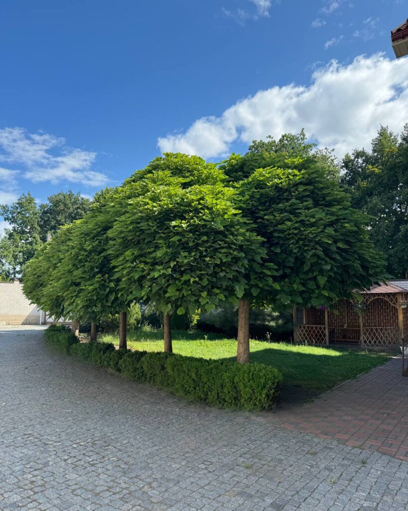 photo_5386670398813967839_y